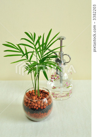 Table palm 3382203