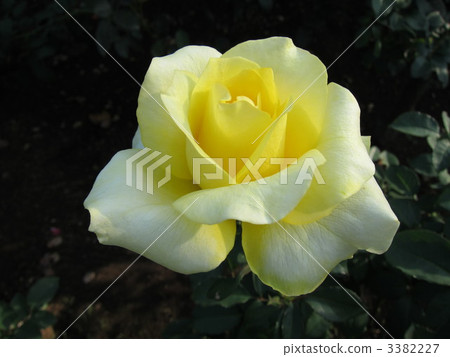 Golden Medallion 3382227