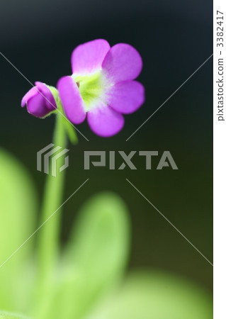 Musitris millet flower 3382417