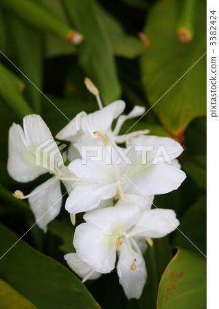 Hanashukusha 3382424