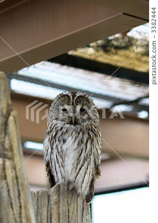 Hound Owl Hound Owl 3382444