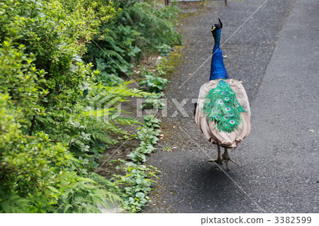 孔雀 動物 鳥兒 3382599