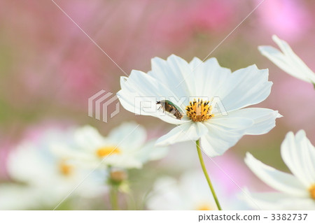 宇宙和Hanamuguri 宇宙和Hanamuguri 3382737