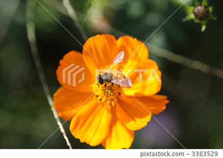[Honey bee and Kibana Cosmos] 3383529