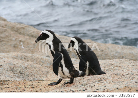 Cape Penguin 3383557