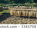 After harvesting 27 3383708