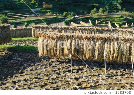 After harvesting 27 After harvesting 27 3383708
