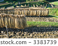 After harvesting 30 3383739
