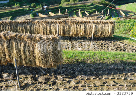 After harvesting 30 After harvesting 30 3383739