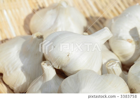 Domestic garlic Garlic Fukuchi White 3383758