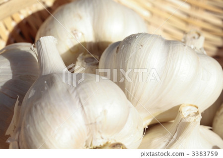 國內大蒜大蒜Fukuchi白色 3383759