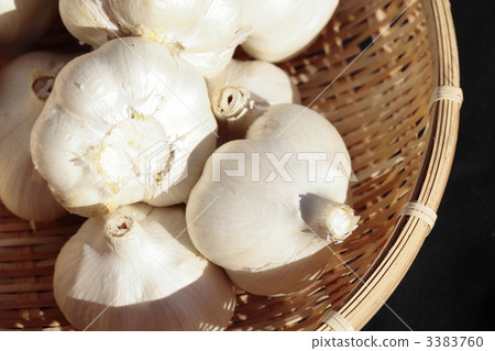 國內大蒜大蒜Fukuchi白色 3383760