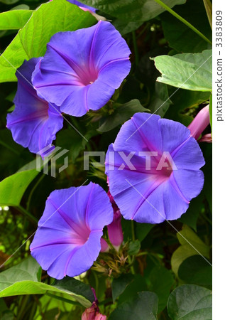 ryukyu morning glory, morning glory, bloom 3383809