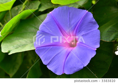 ryukyu morning glory, morning glory, bloom 3383810