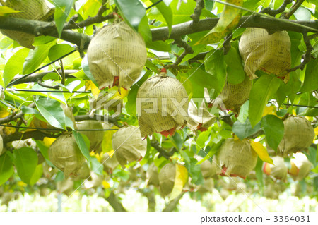 pear, orchard, fruit 3384031