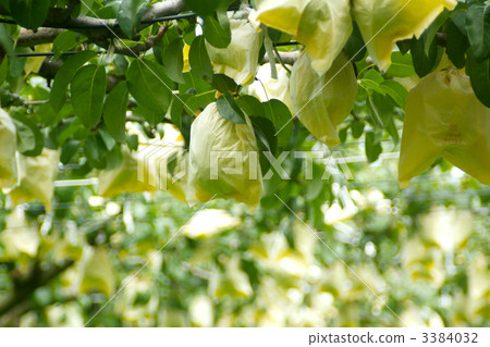 le lectier, rurekuche field, pear 3384032