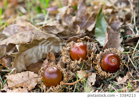 Fruit of an oak 3384213