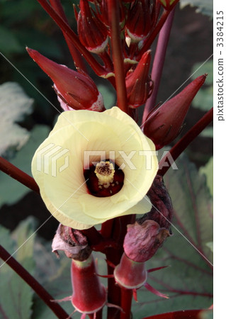 red okra real, vegetables, vegetable 3384215