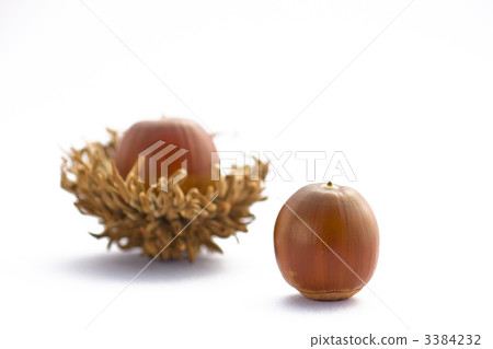 Fruit of an oak 3384232