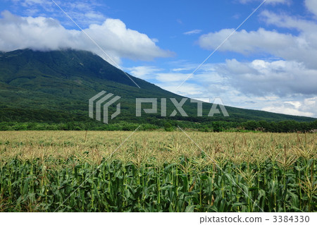 Corn field in the plateau 3384330