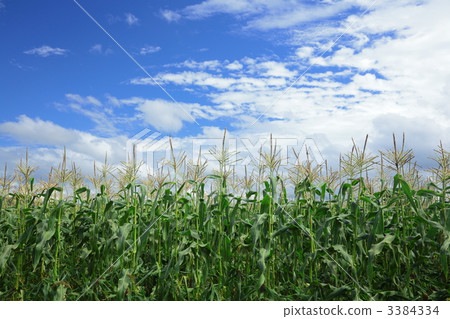 Corn field 3384334