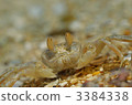 southern sunagani, sea animals, crab 3384338