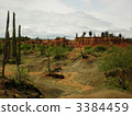 Cactus group in Colombia 3384459