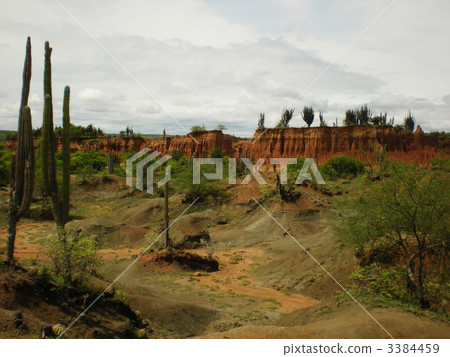 Cactus group in Colombia Cactus group in Colombia 3384459