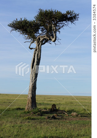 male lion, lion, panthera leo 3384574