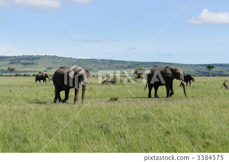 herd of elephants, masai mara, african elephant 3384575