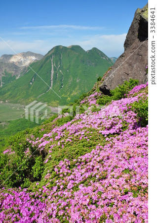 Mitamiyama Bungo azalea 3384641