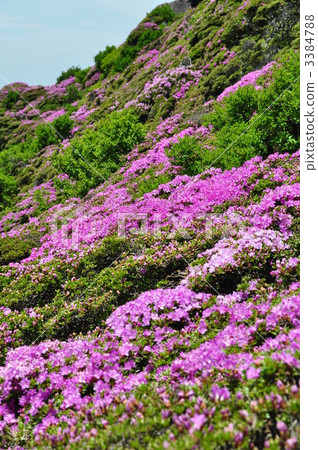 Miyama Kirishima Miyama Kirishima 3384788