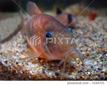 Corydoras Aeneus Corydoras Aeneus 3384791