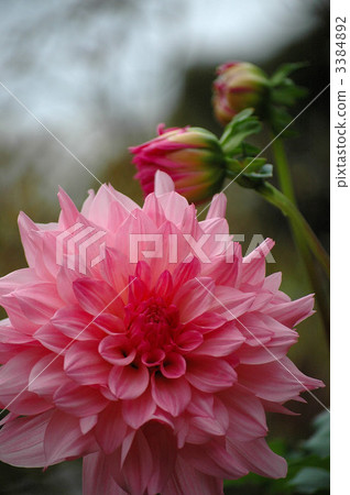 Dalia and buds in full bloom 3384892