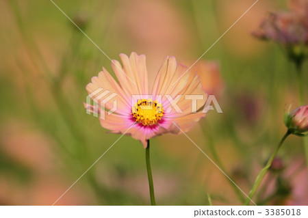 Orange cosmos 3385018