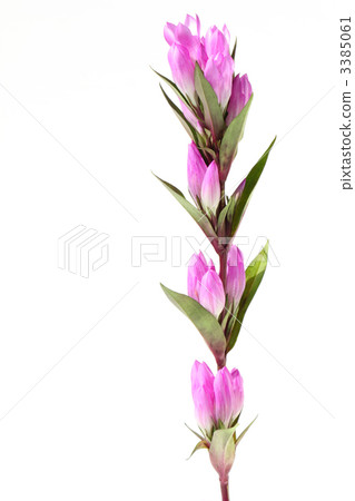 紅紫色龍膽（從側面長） 3385061