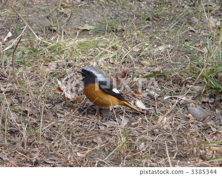 The boy of Jawbutaki 3385344