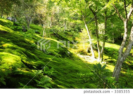 Tenryu garden garden 3385355