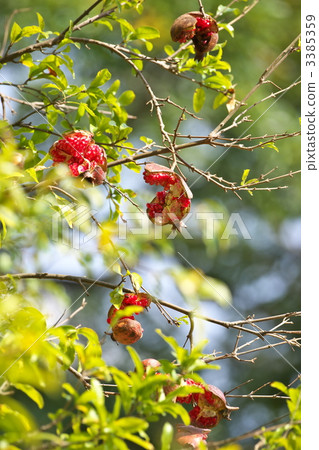 pomegranate  3385359
