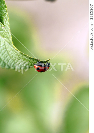 Ladybug Ladybug 3385507