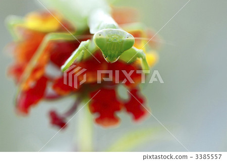 Stock Photo: compound eyes, beneficial insect, useful insect