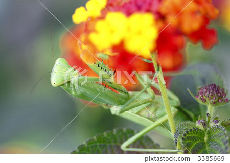 螳螂 螳螂 3385669