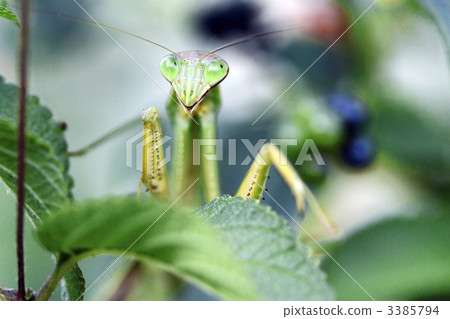 Stock Photo: compound eyes, beneficial insect, useful insect