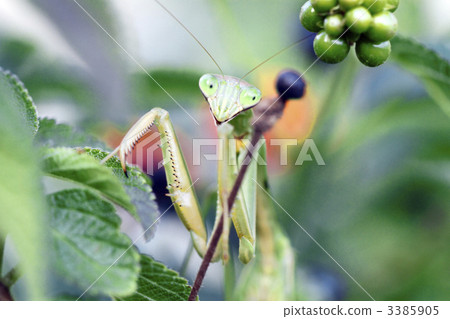 Stock Photo: compound eyes, beneficial insect, useful insect