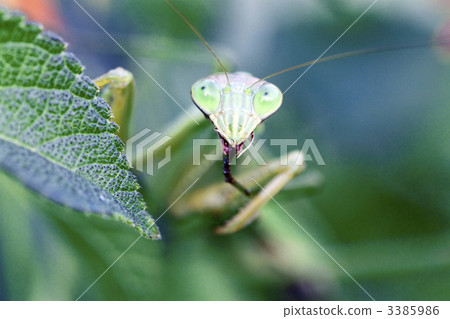 Stock Photo: compound eyes, beneficial insect, useful insect