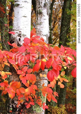 秋葉和毒常春藤的垂直位置在白樺附近困住了 3386005