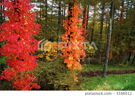 Bright red leaves / horizontal position of poison ivy Bright red leaves / horizontal position of poison ivy 3386012