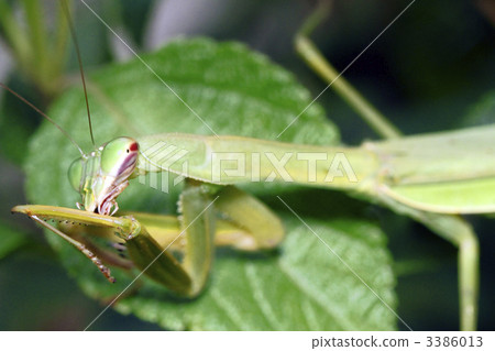 Stock Photo: compound eyes, beneficial insect, useful insect