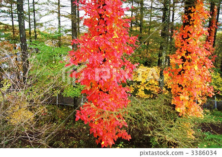 Bright red leaves / horizontal position of poison ivy Bright red leaves / horizontal position of poison ivy 3386034