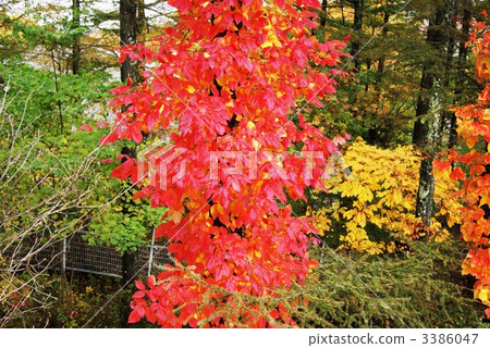 Bright red leaves / horizontal position of poison ivy Bright red leaves / horizontal position of poison ivy 3386047